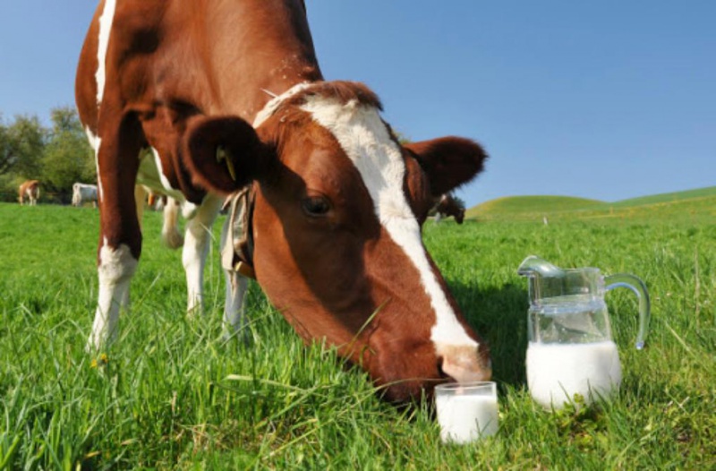 В Оренбуржье к 1 июня произведено почти 70 тысяч тонн молока 